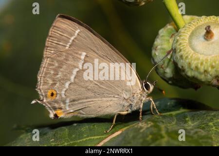 Papillon en chêne bleu papillon femelle avec des ailes fermées assis sur la feuille verte à côté du fruit de chêne vu à droite Banque D'Images