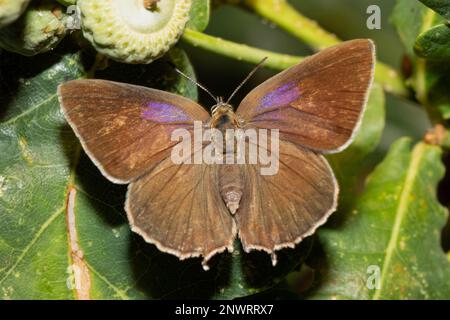 Papillon en chêne bleu papillon femelle avec ailes ouvertes assis sur la feuille verte de derrière Banque D'Images