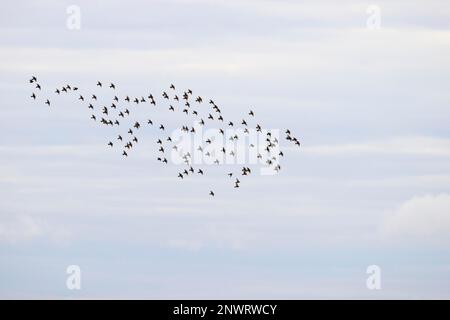 Étoiles communes (Sturnus vulgaris), petite bande en vol, Falsterbo, province de Skane, Suède Banque D'Images