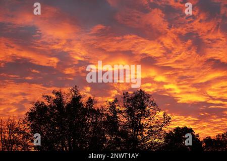 Flaming dramatique ciel avec nuages orange et la silhouette des arbres au lever du soleil Banque D'Images