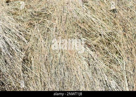Foin fraîchement coupé situé dans un champ dans le Missouri rural, Mo, États-Unis, États-Unis, États-Unis Banque D'Images
