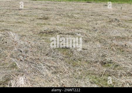 Foin fraîchement coupé situé dans un champ dans le Missouri rural, Mo, États-Unis, États-Unis, États-Unis Banque D'Images