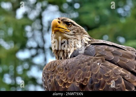 Un portrait en gros plan d'un aigle à tête blanche immature 'Haliaeetus leucocephalus'. Banque D'Images