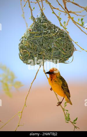 Cape weaver (Ploceus capensis), homme adulte au nid, Klein Karoo, Cap occidental, Afrique du Sud Banque D'Images