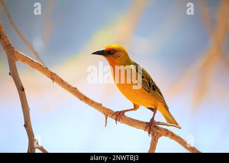 Cape weaver (Ploceus capensis), homme adulte, Klein Karoo, Cap occidental, Afrique du Sud Banque D'Images