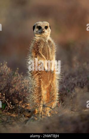 Suricate (Suricata suricata), Meerkat, adulte, Oudtshoorn, Cap occidental, Afrique du Sud, Afrique Banque D'Images