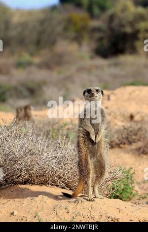 Suricate (Suricata suricata), Meerkat, adulte, Oudtshoorn, Cap occidental, Afrique du Sud, Afrique Banque D'Images