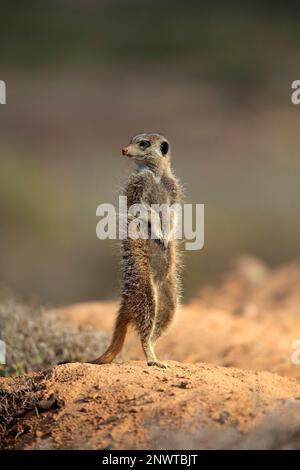 Suricate (Suricata suricata), Meerkat, adulte, Oudtshoorn, Cap occidental, Afrique du Sud, Afrique Banque D'Images