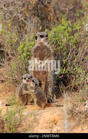 Suricate (Suricata surigatta), Meerkat, adulte avec les jeunes, Oudtshoorn, Cap occidental, Afrique du Sud, Afrique Banque D'Images