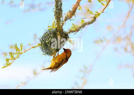 Cape Weaver (Ploceus capensis), nid masculin adulte, Klein Karoo, Cap occidental, Afrique du Sud, Afrique Banque D'Images