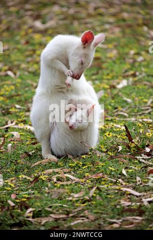 Bennett Wallaby, albino, femme adulte avec joey, Cudddly Creek, Australie méridionale, Australie (Macropus rufogriseus) Banque D'Images