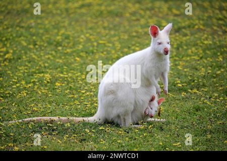 Bennett Wallaby, albino, femme adulte avec joey, Cudddly Creek, Australie méridionale, Australie (Macropus rufogriseus) Banque D'Images