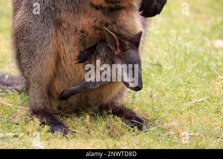 Wallaby marécage (Wallabia bicolor), femelle adulte avec jeune en poche, Mount Lofty, Australie méridionale, Australie Banque D'Images