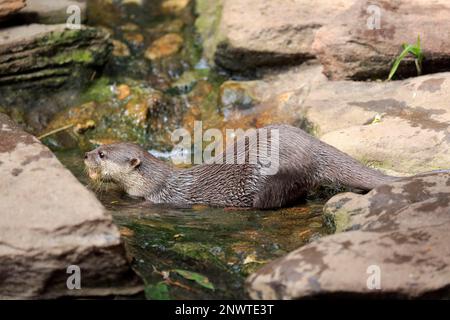 Petit Otter oriental, adulte, captif, Adélaïde, Australie méridionale, Australie (Amblonyx cinerea) Banque D'Images