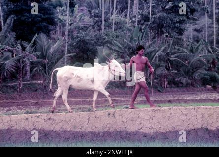 Un homme qui apporte son taureau pour la course à Maramadi ou à Kalapoottu est un type de course de bétail menée à Chithali près de Palakkad, Kerala, Inde, Asie Banque D'Images