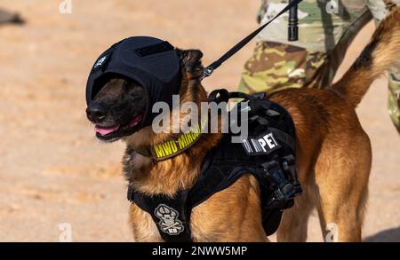 Mirco, 378th chien de travail militaire de l'escadron des forces de sécurité expéditionnaires, s'entraîne à un champ de tir sur la base aérienne du Prince Sultan, Royaume d'Arabie saoudite, le 21 janvier 2023. K9 les défenseurs et leurs préposés à la manutention doivent s'entraîner ensemble autour d'un feu vivant pour garantir une interopérabilité sûre dans des situations réelles stressantes. Banque D'Images