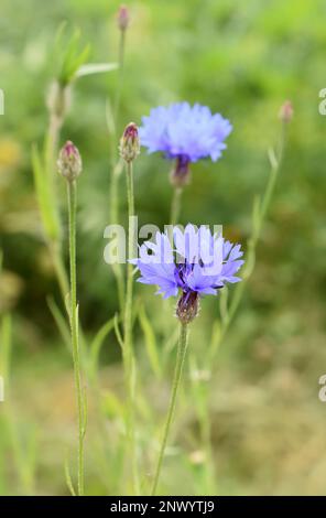 Fleur de maïs Centaurea cyanus gros plan sur fond vert Banque D'Images