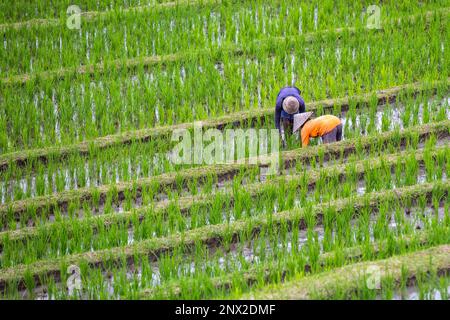 Deux agriculteurs non identifiés dans le champ du riz. Banque D'Images