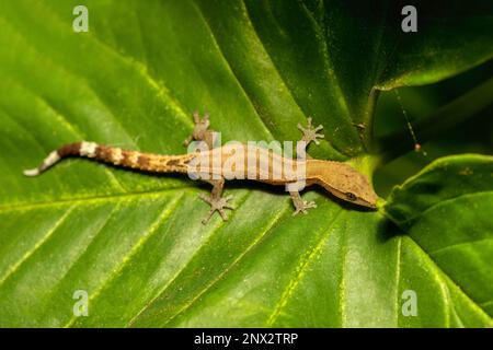 Gecko malgache (Ebenavia inunguis), petite espèce nocturne endémique de lézard, Parc national de Ranomafana, Madagascar faune Banque D'Images