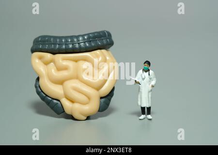 Photographie miniature de personnage de jouet de personnes. Une femme médecin debout devant les organes digestifs. Arrière-plan gris isolé. Photo d'image Banque D'Images
