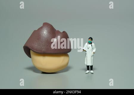 Photographie miniature de personnage de jouet de personnes. Une femme médecin debout devant le foie et l'organe gastrique. Arrière-plan gris isolé. Photo d'image Banque D'Images