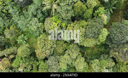 Photo de drone de la forêt vue d'en haut avec différents types d'arbres. Sur fond vert de jour Banque D'Images