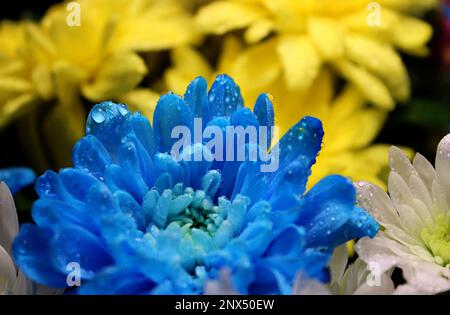 Photo détaillée de gouttes sur des fleurs jaunes et bleues aux couleurs du drapeau ukrainien Banque D'Images