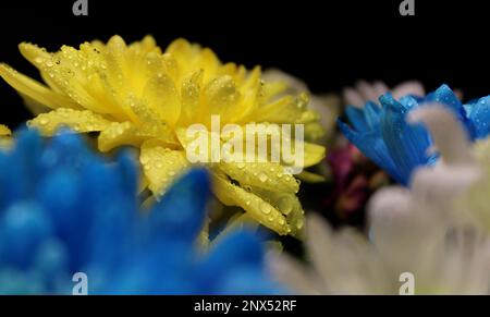 Photo macro des gouttes d'eau sur Une belle vue de côté de fleurs colorées Banque D'Images