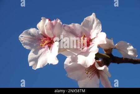 Amande en fleurs devant le ciel bleu Banque D'Images