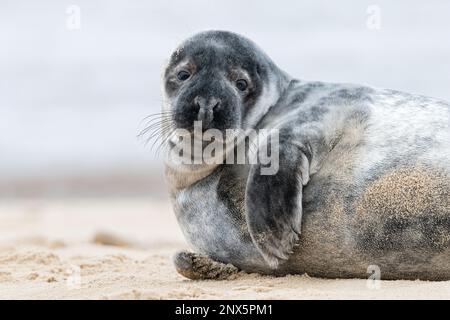 Phoque gris de l'Atlantique, Halichoerus grypus, pup à l'âge de 6 semaines ayant mué. Norfolk janvier Banque D'Images