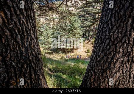 Les Cèdres (ARZ al-Rab). Situé à environ 5 km au-dessus de la Vallée de Qadisha, Bcharré, Liban Banque D'Images