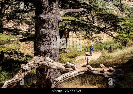 Les Cèdres (ARZ al-Rab). Situé à environ 5 km au-dessus de la Vallée de Qadisha, Bcharré, Liban Banque D'Images