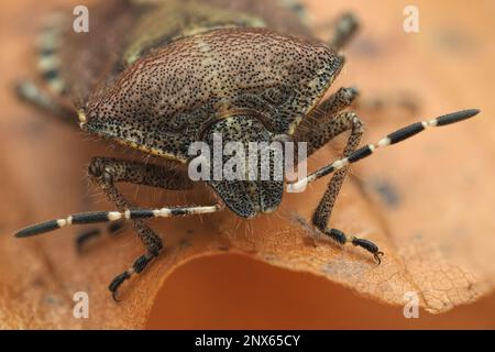 Gros plan d'un insecte de protection des cheveux hivernant (Dolycoris baccarum) dans la litière de feuilles. Tipperary, Irlande Banque D'Images