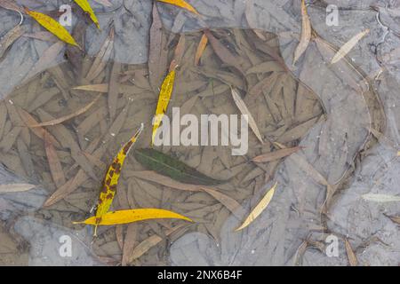 Feuilles jaune-vert du saule, tombées sur la neige. Congelé au début de l'hiver dans une flaque. Magnifique arrière-plan d'hiver. Banque D'Images