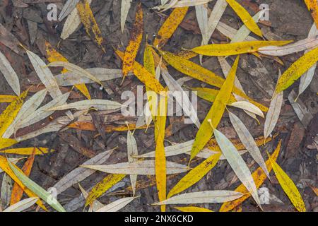 Feuilles jaune-vert du saule, tombées sur la neige. Congelé au début de l'hiver dans une flaque. Magnifique arrière-plan d'hiver. Banque D'Images