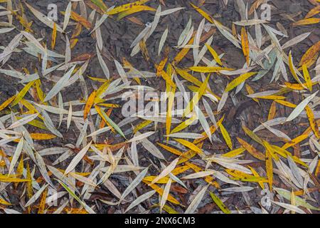 Feuilles jaune-vert du saule, tombées sur la neige. Congelé au début de l'hiver dans une flaque. Magnifique arrière-plan d'hiver. Banque D'Images