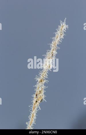 Gel sur une branche, cristaux de gel blancs sur une branche. Matin gelé et brumeux en hiver, temps gelé. Banque D'Images