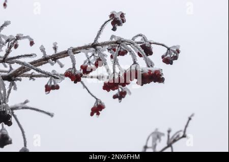 Baies d'hiver rouges glacées en hiver, glaces suspendues dans la glace d'une tempête de verglas. Une branche après une pluie verglaçante. Banque D'Images