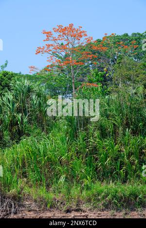 Forêt tropicale amazonienne avec arbre de l'Ipe rose (Tabebuia ipe), rivière Madre de Dios, Parc national de Manu, Amazonie péruvienne, Pérou Banque D'Images