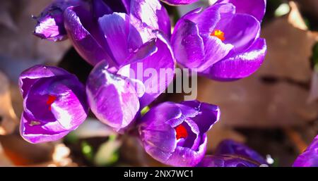 Belles fleurs crocus mauve Banque D'Images