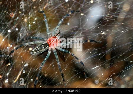 Araignée, forêt tropicale, bassin de la rivière Napo, Amazonie, Equateur, Amérique Banque D'Images