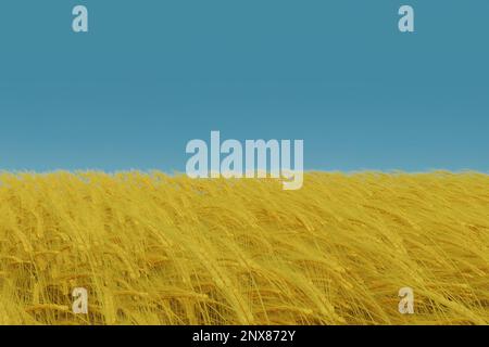 3D rendu du champ de blé devant le ciel bleu clair. Couleurs conceptuelles du drapeau ukrainien Banque D'Images