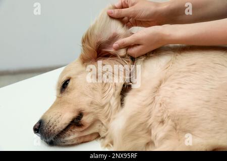 Femme vérifiant l'oreille du chien pour les tiques sur fond flou, gros plan Banque D'Images