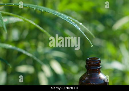 Concepts d'extrait de plante médicinale de cannabis. Goutte dans une bouteille, huile CBD. Copier l'espace Banque D'Images