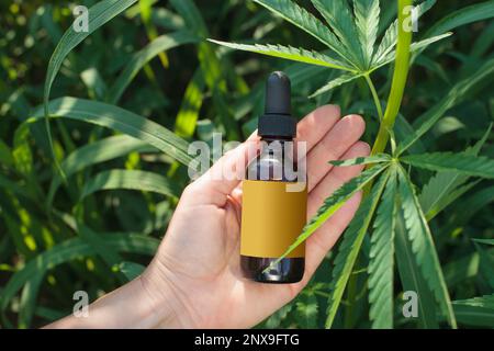 Les mains de l'agriculteur avec une bouteille sur une plante de cannabis. Étiquette vierge, image conceptuelle de l'huile CBD. Photographie en pose plate, maquette. Banque D'Images