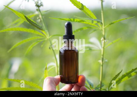 L'huile de cannabis et les feuilles dans les mains tenant la bouteille au-dessus des feuilles de plante de cannabis beau fond flou. Concept de médecine focus sélectif. Cannabis Banque D'Images
