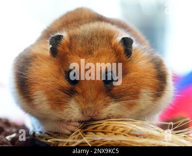 01 mars 2023, Brandebourg, Potsdam: Un hamster syrien d'or taxidermied est assis dans le grain dans l'atelier de taxidermiste Christian Blumenstein au Musée d'histoire naturelle de Potsdam. Lors d'une conférence de presse, les expositions ont été présentées avec lesquelles le taxidermiste a participé aux Championnats européens de Taxidermie 13th à Salzbourg. Les hamsters dorés font partie des cinq expositions avec lesquelles Blumenstein s'est présenté au jury de cette année à Salzbourg, tout comme les musaraignes dans la lande haute (travail conjoint), les dormeuses africaines, les tortues d'étang européennes et les poissons-chats loricaridés de Floride. Photo: Soeren Stache/ Banque D'Images