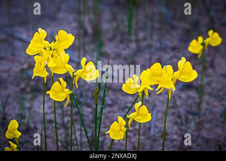 Horned Bladderwort(Utricularia cornuta), dunes du parc national de Ludington près de Ludington, Michigan, États-Unis Banque D'Images