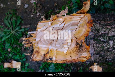 Gros plan d'un arbre fraîchement haché, coupant un arbre fruitier dans la forêt Banque D'Images