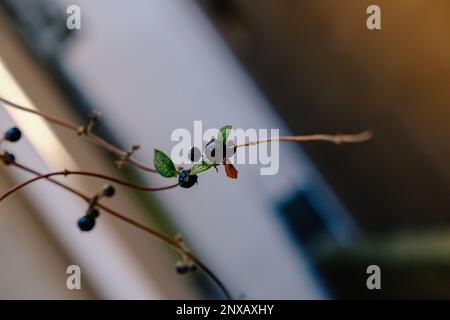 Lonicera japonica, baies noires sur une vigne japonaise sauvage de Honeysuckle en automne, composé de loniflavone, fruits toxiques de la Honeysuckle noire de berried Banque D'Images